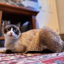 Thumbnail photo of Ziti 2 #1