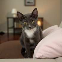 Thumbnail photo of Chia #3