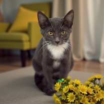 Thumbnail photo of Chia #4