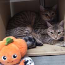 Thumbnail photo of CHARLIE #1