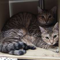 Thumbnail photo of FINN #1