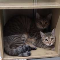 Thumbnail photo of FINN #3