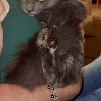 Thumbnail photo of Leo (Leonardo) #2