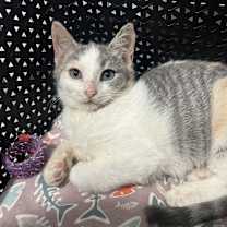 Thumbnail photo of TOFFEE #2