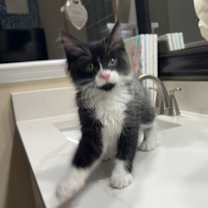 Thumbnail photo of Oreo #3