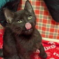 Thumbnail photo of Onyx #3