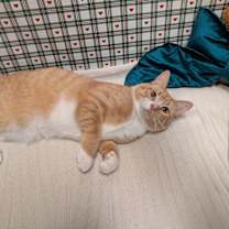 Thumbnail photo of Fisco #2