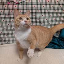 Thumbnail photo of Fisco #3