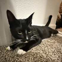 Thumbnail photo of Firefly #1