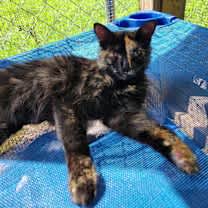 Thumbnail photo of Antoinette #2