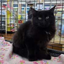 Thumbnail photo of Pepper #1