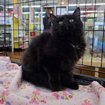 Thumbnail photo of Pepper #2