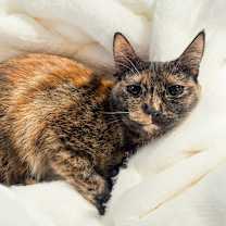 Thumbnail photo of Triscuit #1