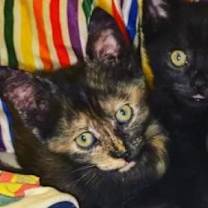 Thumbnail photo of Triscuit #2