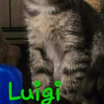 Thumbnail photo of Luigi #3