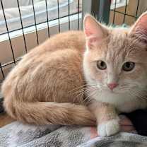 Thumbnail photo of Gingersnap #3