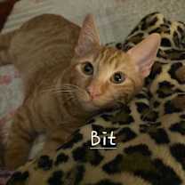 Thumbnail photo of Bits #1