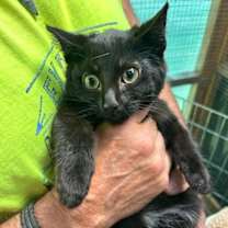 Thumbnail photo of Missy East Meadow #2