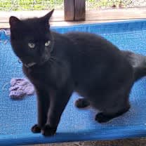 Thumbnail photo of Stuart Little #3