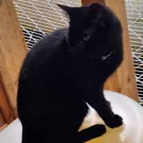 Thumbnail photo of Stuart Little #4