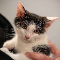 Thumbnail photo of Adam Levine #4