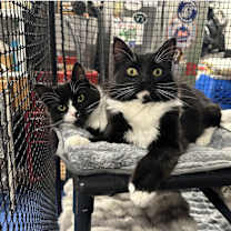 Thumbnail photo of Midnight #4