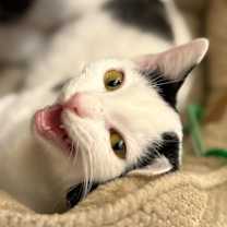 Thumbnail photo of Smudge #3