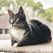 Thumbnail photo of Stumpy #1