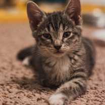 Thumbnail photo of Stumpy #2