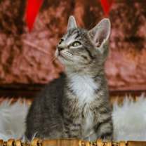 Thumbnail photo of Stumpy #3