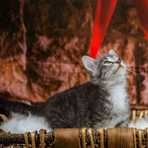 Thumbnail photo of Stumpy #4