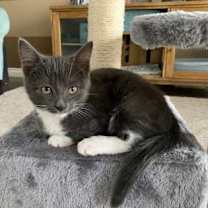 Thumbnail photo of Dippy Charmz #3