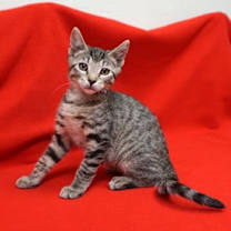 Thumbnail photo of Orange Lizzy #2