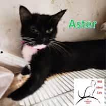 Thumbnail photo of Aster #1