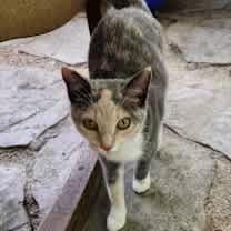 Thumbnail photo of Dusty #3