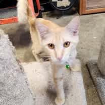 Thumbnail photo of Jameson #3