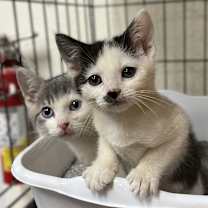 Thumbnail photo of Pandora & Taz #1