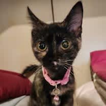 Thumbnail photo of Cupcake #1