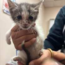 Thumbnail photo of Nakoa #2