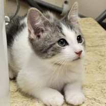 Thumbnail photo of Nakoa #3