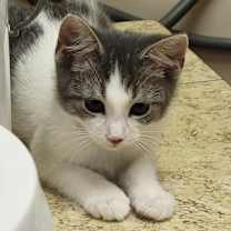 Thumbnail photo of Nakoa #4