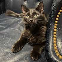 Thumbnail photo of Samson #1