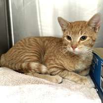 Thumbnail photo of Pepe #1