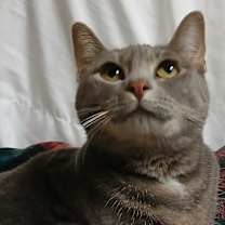 Thumbnail photo of Marshmellow #1