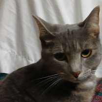 Thumbnail photo of Marshmellow #2