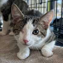 Thumbnail photo of Sappo #1