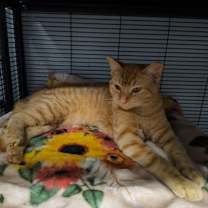 Thumbnail photo of Pumpkin #2