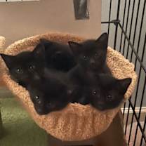 Thumbnail photo of Orbit #4