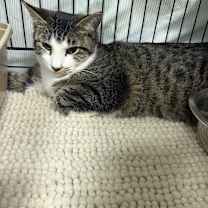 Thumbnail photo of Elf #1