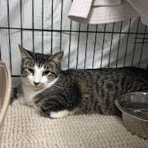 Thumbnail photo of Elf #2